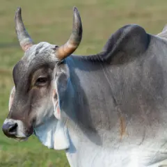 Vaca zebu no campo