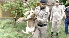 パキスタン当局、大型ネコ科動物の違法飼育を取り締まり　逃げたライオンが市民襲撃で