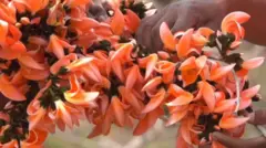 మోదుగు పూలతో హోలీ రంగు 