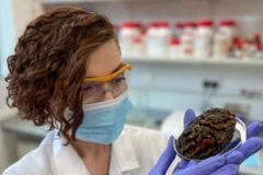 research on human brain