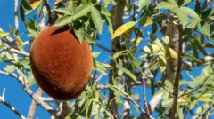 Baobab fruits