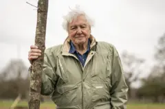 David Attenborough üzerinde yeşil bir montla bir ağaca tutunurken. 