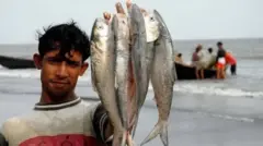 ইলিশ মাছ।