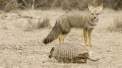 ደቡብ ኣመሪካ ልዕሊ 10 ዓይነታት ዓሌት ቡኽርያ ኣለዉ።