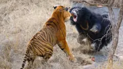 கரடி, புலி, கரடி தாக்குதல் 