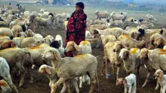 धनगर आणि धनगड असा फरक का झाला? धनगर आरक्षणाचा प्रश्न काय आहे?