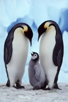 पेंगुइन