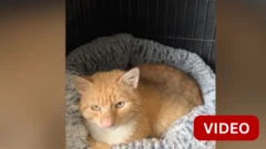 பார்னி பப்பிள்: தனித்துவமான பெரிய மூக்கு கொண்ட பூனை