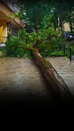 Наслідки буревію у Львові