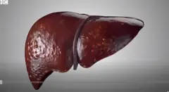 liver