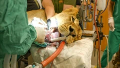 સિંહણની દાંતની સર્જરી, યુક્રેનની સિંહણની બ્રિટનમાં સર્જરી, ગીરના સિંહ, બીબીસી ગુજરાતી, 