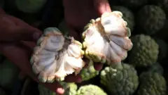 સીતાફળ , ખેતી, બીબીસી ગુજરાતી 
