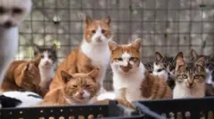 The cats were to be sent south and served up as fake pork and lamb skewers