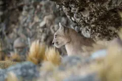 የዱር አውሬ