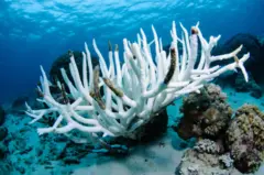 अती उष्णतेेेमुळे रंगहीन झालेलं प्रवाळ