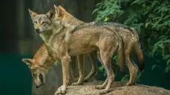 બીબીસી ગુજરાતી, ગુજરાતમાં વરુ, વરુ, ગુજરાતના જંગલમાં વરુ