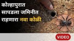 कोल्हापुरात सापडली बिळात राहणाऱ्या कोळ्याची नवी प्रजाती, काय आहेत वैशिष्ट्ये?