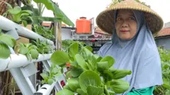 Panen pakcoy di Buruan SAE Padepokan Hegar Panyileukan, Kota Bandung, Jawa Barat. 