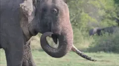 'සුමේධ' මාස තුනකට පසු මින්නේරියෙන් හමුවෙයි