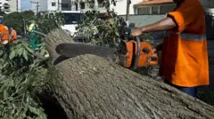 Trabalhador corta com motoserra árvore caída no chão 