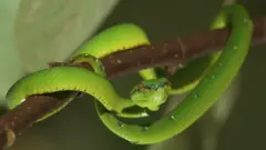 পিট ভাইপার