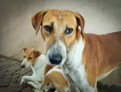 தெருநாய் பிரச்னை 