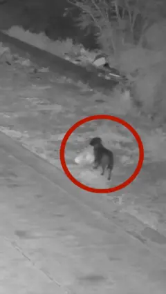 කසළ බැහැර කිරීමට පුහුණු කළ සුනඛයෙක්