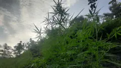 గాలపాడు గ్రామంలో గంజాయి తోటలు