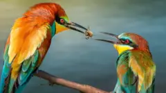 ተባዕታይ ዑፍ ንኣንስተይቲ ሓሰኻ ክህባ እንከሎ