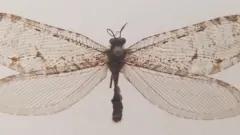 జురాసిక్ కాలం కీటకం