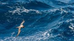 Uma gaivota voando sobre o mar