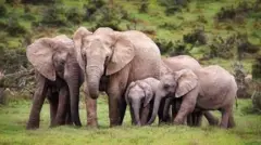  የባቢሌ ዝሆኖች