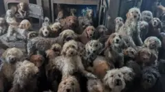 બીબીસી ગુજરાતી, ગુજરાત, બીબીસી, અમદાવાદ, કૂતરાં