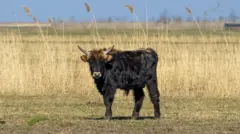 Animal solto em Oostvaardersplassen, olhando para a câmera