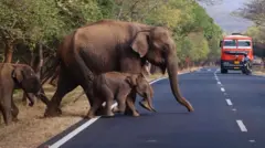 தாயை இழந்த குட்டி யானை
