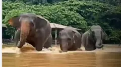 ఏనుగులు