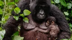 Imwe mu ngagi zavutse yitwa Gato mu muryango wa Nyakamwe nk'uko Virunga National Park ibivuga