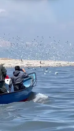 بازگشت پرندگان به دریاچه ارومیه
