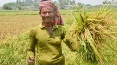 ফসল