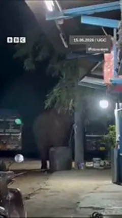 అడవి ఏనుగు దెబ్బకి వేర్లతో సహా కూలి పక్కనే ఉన్న షాపుపై పడిన చెట్టు