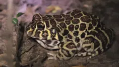 Rã-leopardo