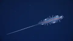 Espécie nova do gênero Tompoteris