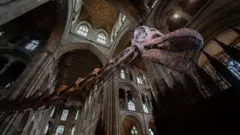 El cuello y la cabeza de un esqueleto de titanosaurio están dentro de la catedral de Peterborough. El cuello del esqueleto avanza, fuera de plano, hacia el cuerpo del animal alrededor de la izquierda de la imagen y la cabeza está en el lado derecho. Hay unos veinte arcos y ventanas de diferentes tamaños visibles tanto por encima como por debajo del esqueleto en distintos niveles. La boca del titanosaurio está ligeramente abierta y se ven sus dientes. La cuenca derecha del ojo del dinosaurio está iluminada y destaca en la foto