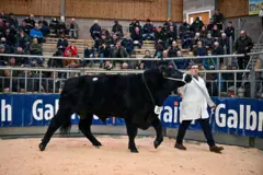 Абердин-ангус Шотландиядагы жарманкеде