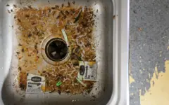 Una infestación de insectos es visible en el fregadero de la cocina del Apartamento 304 del Edificio F en The Edge at Lowry Apartments, que sufrió daños graves. (Foto por RJ Sangosti/MediaNews Group/The Denver Post a través de Getty Images)