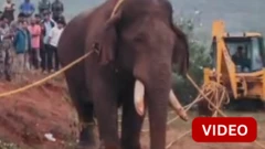 யானை