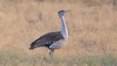 ગુજરાત અને રાજસ્થાનમાં વિલુપ્તીના આરે ઊભેલાં ઘોરાડ પક્ષીઓ માટે સુપ્રીમ કોર્ટે શું ચુકાદો આપ્યો, ફરિયાદીને શું ચિંતા છે? બીબીસી ગુજરાતી ગુજરાત સમાચાર કચ્છ સૌરાષ્ટ્ર