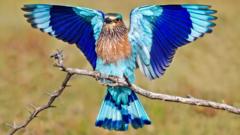 పాలపిట్ట: మూడు రాష్ట్రాల అధికార పక్షి..భవిష్యత్తులో కానరాదా?