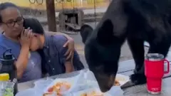 دب أسود يتسلق طاولة في متنزه ويلتهم ما عليها من طعام