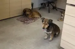 Cães deitados no chão de uma sala